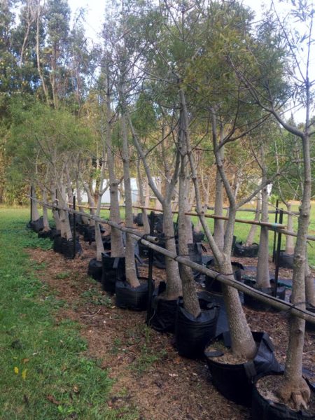 Bottel Trees NZ for sale